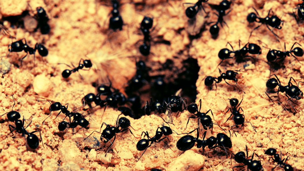 baby-ants-request-death-when-sick-study-reveals-shocking-behavior