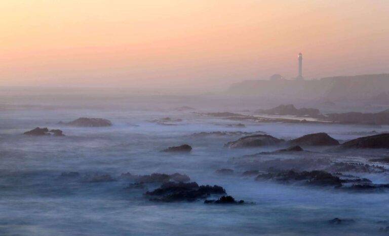 bay-area-fog-a-force-shaping-ecosystems-and-culture-today