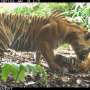camera-traps-reveal-surge-in-sumatran-tiger-sightings