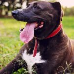 chinese-scientists-create-artificial-tongue-to-measure-spiciness