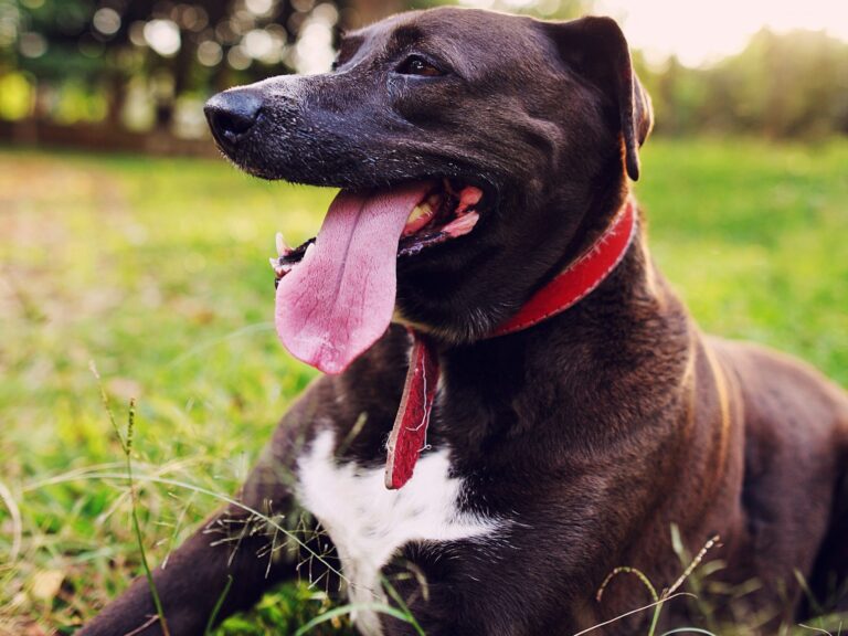 chinese-scientists-create-artificial-tongue-to-measure-spiciness