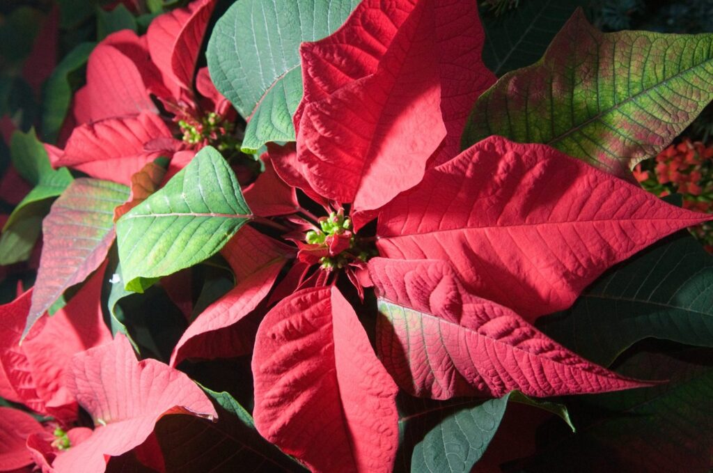 choose-the-perfect-poinsettia-this-holiday-season