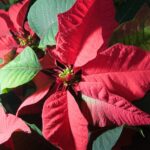 choose-the-perfect-poinsettia-this-holiday-season