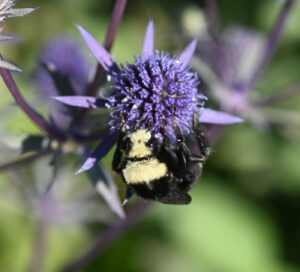 countdown-begins-for-annual-bumble-bee-contest-at-midnight-