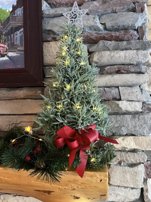 discover-the-joy-of-lavender-a-unique-holiday-plant-option