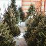evaluating-sustainability-real-vs-artificial-christmas-trees