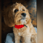 family-dog-discovers-cozy-cardboard-retreat-in-son-s-room