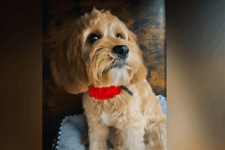 family-dog-discovers-cozy-cardboard-retreat-in-son-s-room