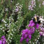 honeybees-displace-bumblebees-in-ireland-s-heather-fields