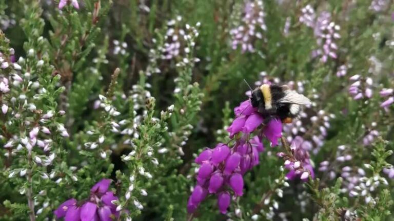 honeybees-displace-bumblebees-in-ireland-s-heather-fields