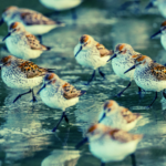 humans-discover-remote-touch-superpower-like-shorebirds