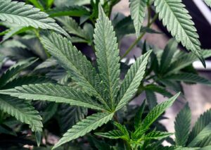 industry-giants-stand-to-gain-from-marijuana-reclassification