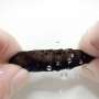 insect-pupae-utilize-hissing-sounds-to-deter-predators