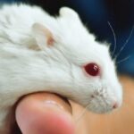 lab-mice-released-into-nature-show-remarkable-change-in-anxiety