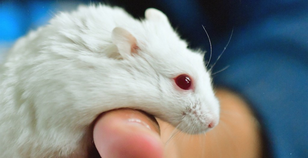 lab-mice-released-into-nature-show-remarkable-change-in-anxiety