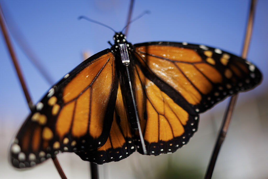 local-scientists-launch-bluetooth-tech-to-track-monarch-migration