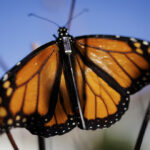 local-scientists-launch-bluetooth-tech-to-track-monarch-migration