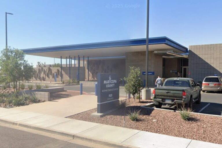 maricopa-county-animal-shelter-seeks-homes-for-600-dogs
