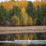 minnesota-dnr-expands-forestland-with-16-000-acre-acquisition