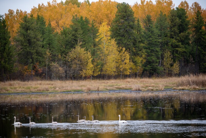 minnesota-dnr-expands-forestland-with-16-000-acre-acquisition