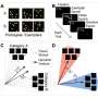 new-brain-model-matches-animal-learning-reveals-neuron-activity