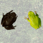 new-mold-thrives-in-chernobyl-possibly-using-radiation-for-energy