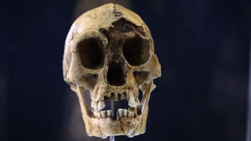 Homo Floresiensis "Flores Man" or "hobbit". Island of Flores, Indonesia. -18.000. Pleistocene Brain size: -400 cm3. Technology: