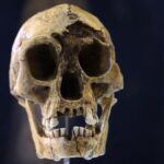 Homo Floresiensis "Flores Man" or "hobbit". Island of Flores, Indonesia. -18.000. Pleistocene Brain size: -400 cm3. Technology: