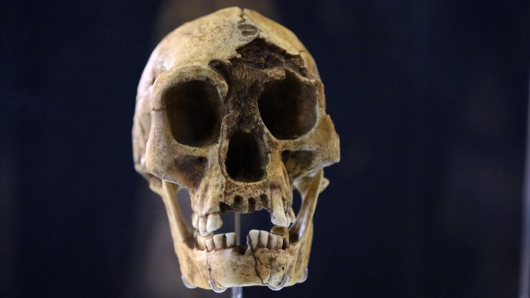Homo Floresiensis "Flores Man" or "hobbit". Island of Flores, Indonesia. -18.000. Pleistocene Brain size: -400 cm3. Technology:
