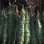 new-yorkers-can-easily-recycle-or-compost-their-christmas-trees