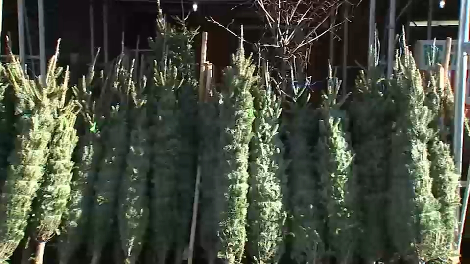 new-yorkers-can-easily-recycle-or-compost-their-christmas-trees