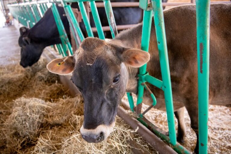 pineland-farms-transforms-dairy-barn-for-educational-use