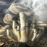 psychedelic-churches-flourish-in-the-us-amid-legal-changes