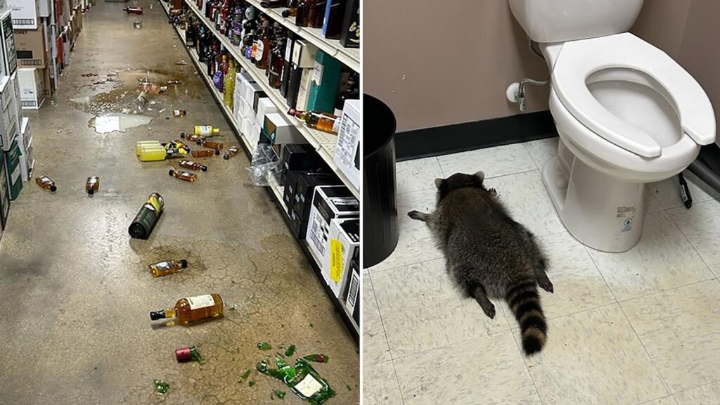 raccoon-found-drunk-in-virginia-liquor-store-bathroom