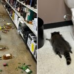raccoon-found-drunk-in-virginia-liquor-store-bathroom