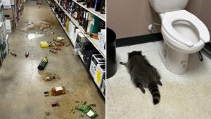 raccoon-found-drunk-in-virginia-liquor-store-bathroom