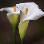 remembering-thomas-e-casey-sr-a-life-of-service-and-family