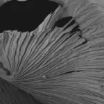 research-team-explores-gelatin-methacrylate-s-unique-properties