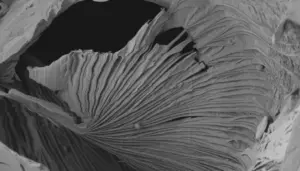 research-team-explores-gelatin-methacrylate-s-unique-properties