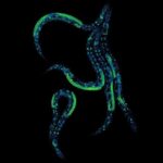 researchers-control-protein-levels-in-living-animals-for-first-time