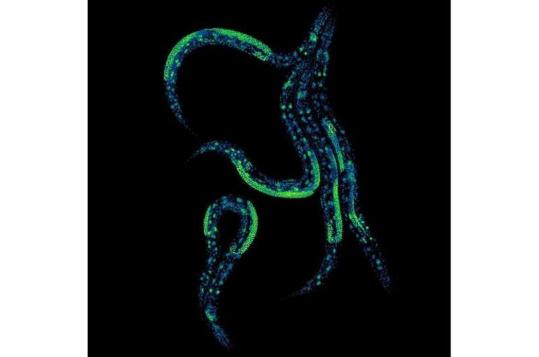 researchers-control-protein-levels-in-living-animals-for-first-time