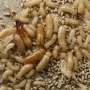 researchers-uncover-timeline-for-termite-infestation-detection
