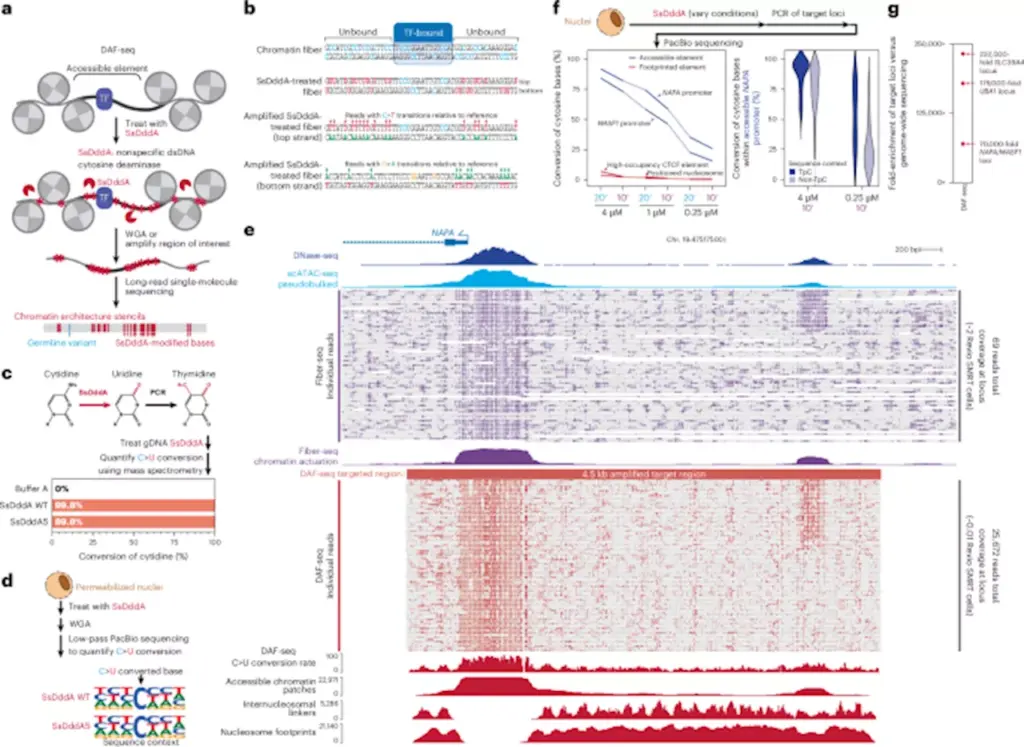 researchers-unveil-groundbreaking-daf-seq-method-to-map-chromatin