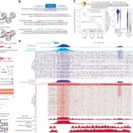 researchers-unveil-groundbreaking-daf-seq-method-to-map-chromatin