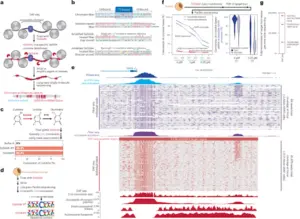 researchers-unveil-groundbreaking-daf-seq-method-to-map-chromatin