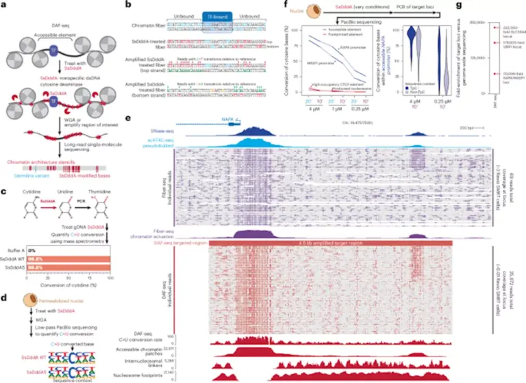researchers-unveil-groundbreaking-daf-seq-method-to-map-chromatin