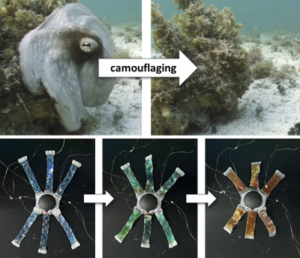 researchers-unveil-octoid-a-revolutionary-soft-robot-inspired-by-octopuses