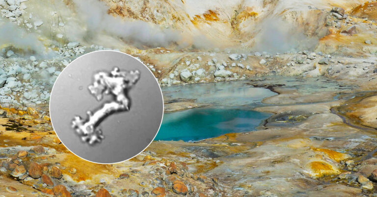 scientists-discover-fire-amoeba-thriving-in-boiling-waters