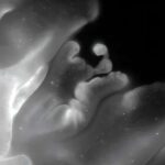 scientists-discover-origami-like-folding-in-simple-animal