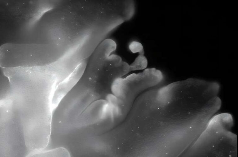 scientists-discover-origami-like-folding-in-simple-animal